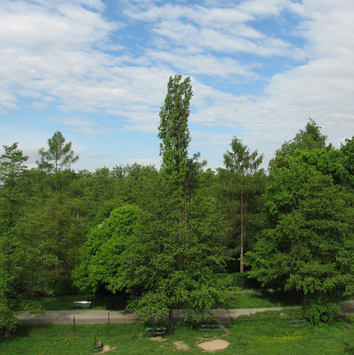 Moja topola